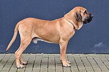 fila brasileiro dog