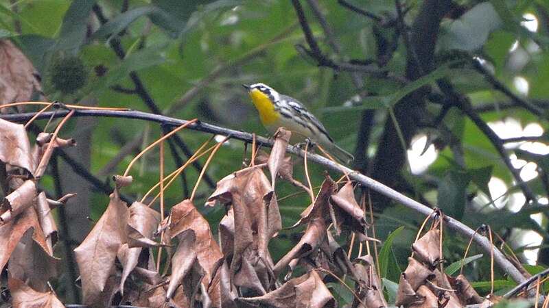 File:Yellow-throated Warbler (8471343686).jpg