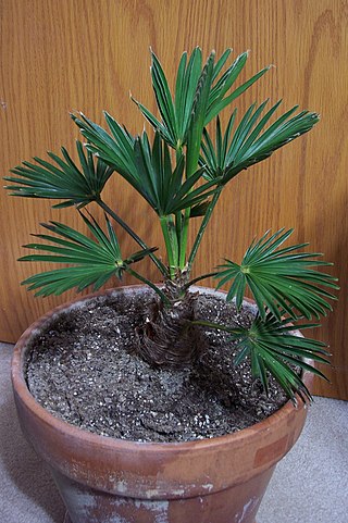 <i>Trachycarpus fortunei</i> Wagnerianus Palm cultivar