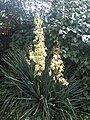 Foszlóslevelű pálmaliliom (Yucca filamentosa)