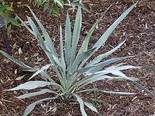 Yucca pallida.jpg