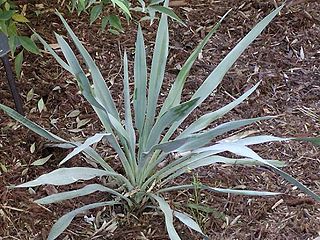 <i>Yucca pallida</i> Species of flowering plant