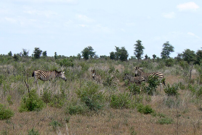 File:Zebras (393193376).jpg