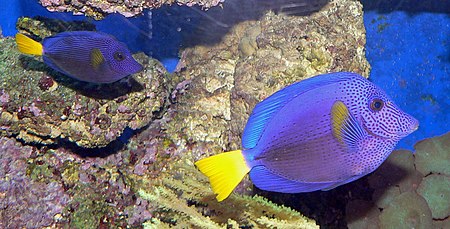 Zebrasoma xanthurum pair.jpg