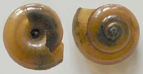 Zonitoides nitidus