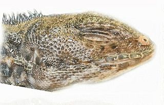 <i>Plica kathleenae</i> Species of lizard