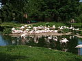 Flamingo colony at Zoo Basel