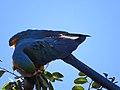 "arara-canindé" - Ara ararauna - se alimentando de frutos e sementes de jatobá - Hymenaea courbaril 08.jpg