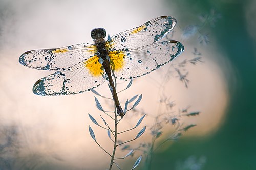 «Кришталеві крила»: бабка звичайна (лат. Sympetrum vulgatum), Пуща-Водицький лісопарк. Автор фото: Сергій Мірошник, вільна ліцензія CC BY-SA 4.0