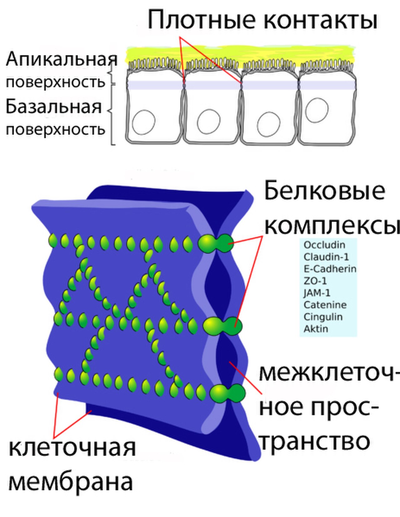 Между клеточными. Строение гематоретинального барьера. Строение межклеточных контактов плотного соединения. Плотный межклеточный контакт гистология. Плотное соединение гистология.