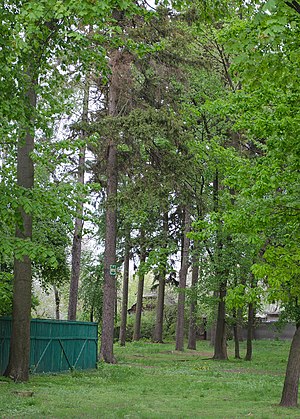 Чернігів Старовинна Ялинова Алея