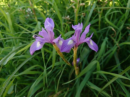 Wild Iris spuria in Behbahan, Iran
