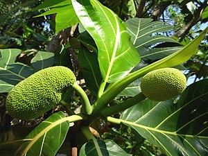 28/04: Fruits de l'arbre del pa. El seu trasllat des de Tahití es va interrompre pel motí del Bounty (1789).
