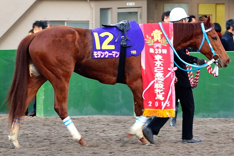 File:「第39回東京2歳優駿牝馬」の優勝レイを着装した勝利馬モダンウーマン.JPG