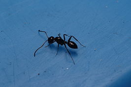 Camponotus keihitoi