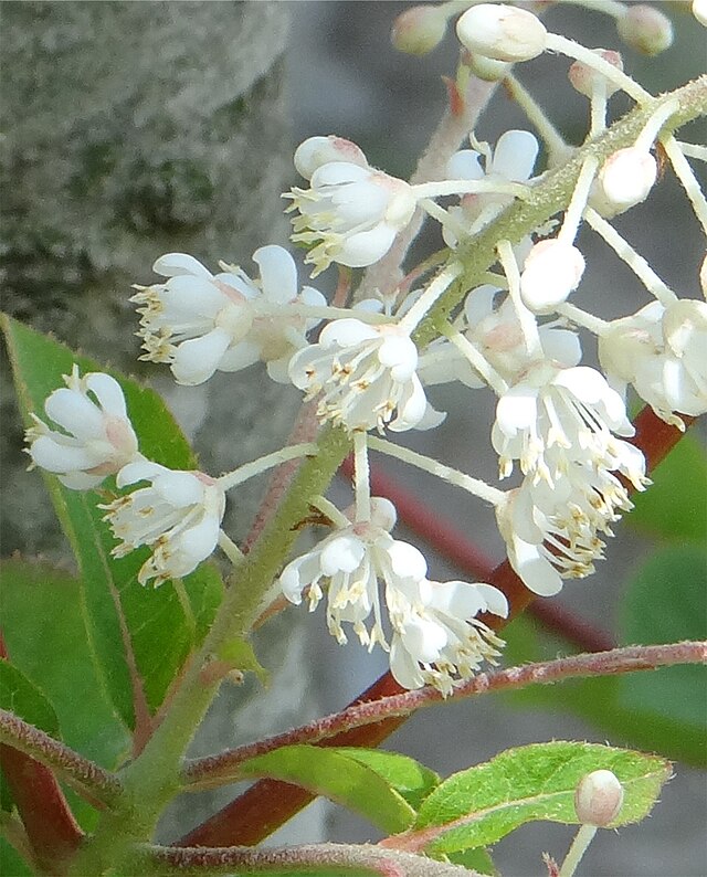 ファイル リョウブの花 Jpg Wikipedia