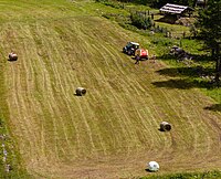 Rank: 32 Hay harvest in the Ortler Alps