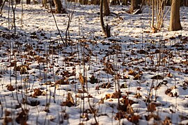 Schneereicher Winter 2020-2021 im Bucher Forst