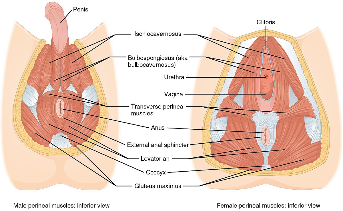 Dick inside ass anatomy