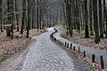 * Nomination 600 year old Street in Forest near Senftenhütte, Germany --Ralf Roletschek 19:34, 30 May 2012 (UTC) * Promotion QI for me. -- JLPC 20:56, 30 May 2012 (UTC)