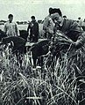 1965-6 1965年 柯庆施在农作