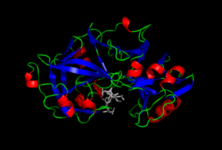 Pepsin Enzyme