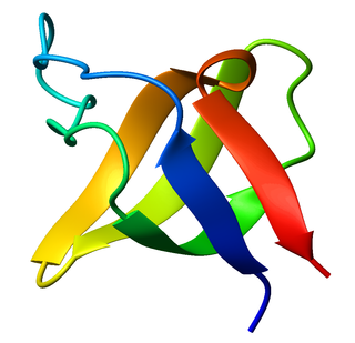 <span class="mw-page-title-main">SH3 domain</span> Small protein domain found in some kinases and GTPases