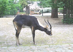 Weißnacken-Moorantilope: Äußere Merkmale, Verbreitung, Verhalten