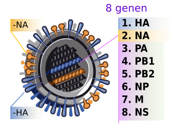 H1N1 virus