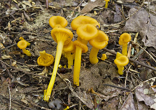 <i>Gloioxanthomyces</i> Genus of fungi