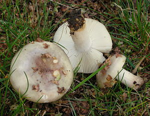 2011-09-17 Russula versicolor Jul.Schäff 169816.jpg