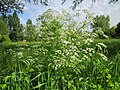 Wiesenkerbel (Anthriscus sylvestris)