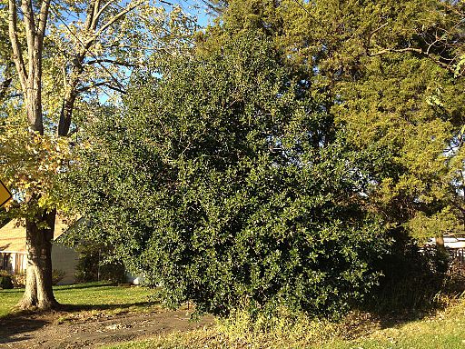 2014-11-02 15 43 09 English Holly along Glen Mawr Drive in Ewing, New Jersey