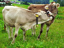 Cattle on a pasture in Austria 20150728 xl P1000804 Leck mich Zaertlichkeit der Rinder.JPG