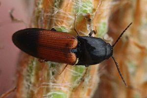 Belted click beetle (Ampedus balteatus)