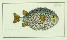 Plate from the French edition, depicting Diodon hystrix 2019 NYR 17037 0016 005(bloch marcus elieser ichthyologie ou histoire naturelle generale et pa).jpg