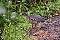 Sunbittern (Eurypyga helias) in Mindo cloud forest