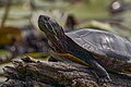 * Nomination Painted Turtle, Gay City State Park, Hebron/Bolton, CT USA --Pdanese 02:19, 02 July 2024 (UTC) * Decline That halo around the turtle's head somehow disturbs me, can that be fixed? --Plozessor 04:03, 2 July 2024 (UTC) Pretty sure that's a blurred lily pad flower behind the turtle's head. Not sure I can do anything there. No worries either way. --Pdanese 04:19, 2 July 2024 (UTC) Yeah, not talking about that, there's a fine white line around the head, like 1 or 2 pixels. --Plozessor 05:58, 2 July 2024 (UTC) Now I see it. Don't think I can fix it. Thanks for the feedback, though. --Pdanese 13:31, 2 July 2024 (UTC)  Oppose halo on head. also, I clipped the bottom of the front left leg. self-declined. --Pdanese 13:32, 2 July 2024 (UTC)