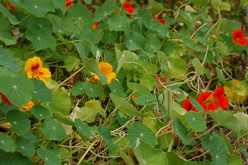 File:3853 - Tropaeolum majus (Große Kapuzinerkresse).JPG