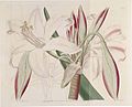 579 Crinum latifolium (as Amaryllis insignis).jpg