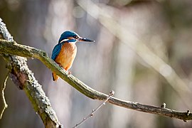 Eisvogel (Alcedo atthis)