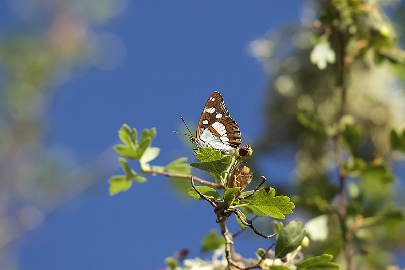 File:A Southern White Admiral perched atop Hawthorn by the Rio Maçãs.jpg