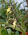 A and B Larsen orchids - Brassia Rex 1039-11z.jpg