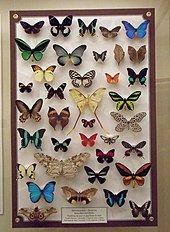 A collection of butterflies and moths in the Manitoba Museum, c. 2010 A butterfly collection.jpg