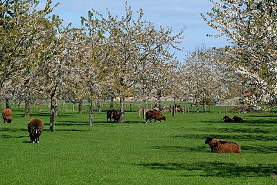A cherry orchard with sheep in Bemmel.jpg