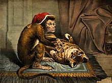 Singe-médecin épuçant son chat-patient. Lithographie britannique du XIXe siècle.