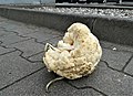 Abandoned Cauliflower in Poznan.jpg