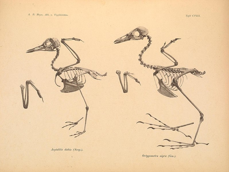 File:Abbildungen von Vogel-Skeletten (Tafel CVIII) (6981822835).jpg