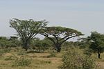 Miniatuur voor Vachellia abyssinica