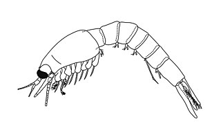 <i>Acanthomysis longispina</i> Species of crustacean